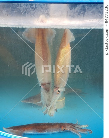 live fish squid in the aquarium live fish squid in the aquarium 94773236