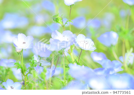 藍色的花,nemophila 藍色的花,nemophila 94773561