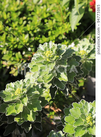 Leaves and buds of Isogiku 94773865