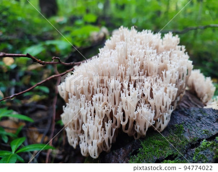 Wild mushroom of Artomyces Pyxidatus or Coral Fungi in autumn forest 94774022