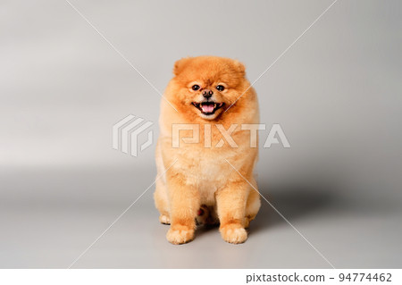 A red-haired pomeranian sits in front of a gray background 94774462