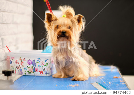 Yorkshire Terrier in the dog care salon on the grooming table Yorkshire Terrier in the dog care salon on the grooming table 94774463