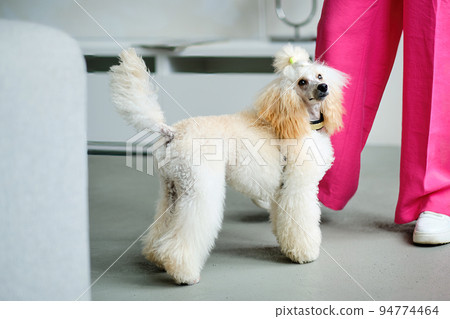 A beautiful young poodle of modern color A beautiful young poodle of modern color 94774464
