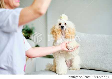 An obedient young poodle, waiting for the command, looks with an attentive gaze An obedient young poodle, waiting for the command, looks with an attentive gaze 94774467