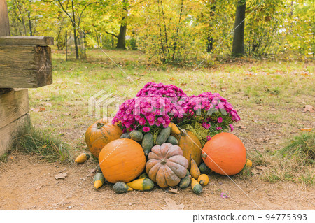Pumpkins Halloween garden decor with autumn chrysanthemum flowers. Close up, selective focus. Halloween and Thanksgiving natural DIY outdoor decoration for home and celebration concept Pumpkins Halloween garden decor with autumn chrysanthemum flowers. Close up, selective focus. Halloween and Thanksgiving natural DIY outdoor decoration for home and celebration concept 94775393