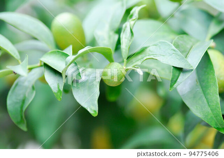 Citrus japonica Thunb or Kumquat , Kumquat plant or Cumquats or Citrus Japonica Thunb or RUTACEAE Citrus japonica Thunb or Kumquat , Kumquat plant or Cumquats or Citrus Japonica Thunb or RUTACEAE 94775406