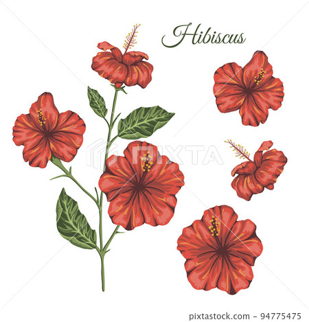 Vector illustration of tropical flower isolated on white background. Bright realistic hibiscus. Floral tropic design elements. Vector illustration of tropical flower isolated on white background. Bright realistic hibiscus. Floral tropic design elements. 94775475
