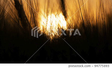 Large Nuclear explosion. View of nuclear fungus from behind wheat ears 94775893