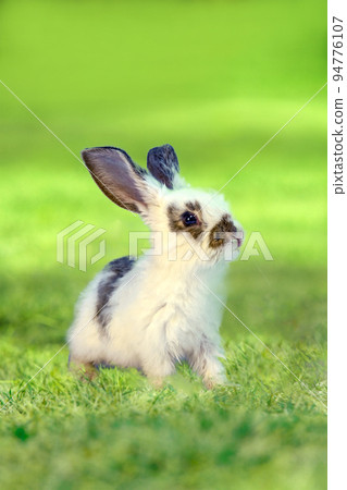 A white rabbit standing in a meadow and staring into the distance. With property release. 94776107