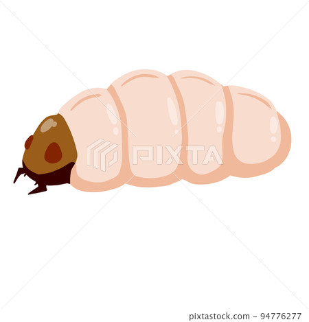 Edible caterpillar. White insect larva. Source of animal protein. Edible caterpillar. White insect larva. Source of animal protein. 94776277