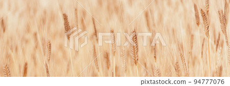 Banner made from Defocused focus of field of golden ears of corn. Wheat Ukrainian agriculture. Texture of Grain as background for your design with Copy Space for text. 94777076