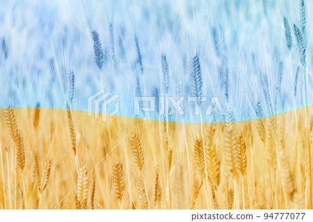 Defocused focus on abstract patriotic Flag of Ukraine from field of golden ears of wheat. Agriculture of independent Ukraine. Day of the National Flag Defocused focus on abstract patriotic Flag of Ukraine from field of golden ears of wheat. Agriculture of independent Ukraine. Day of the National Flag 94777077