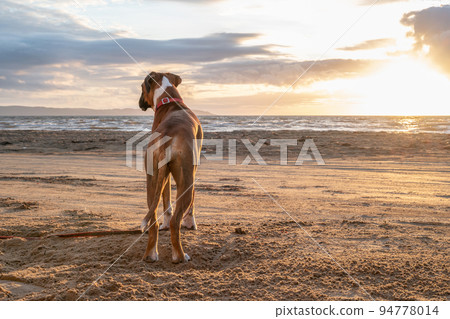 a german boxer dog sitting on the seashore. silhouette of a dog during sunset 94778014