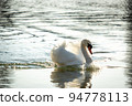 White Swan in English Garden Munich 94778113