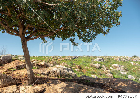 Mount Arbel near Tiberias in Israel 94778117