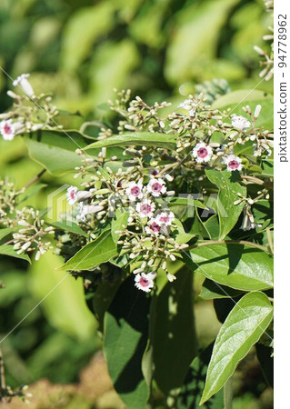 A flower that blooms entwined with clownfish A flower that blooms entwined with clownfish 94778962