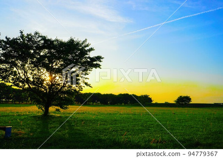 A single contrail and tree in the sky with a gradation from orange to blue at sunset 94779367