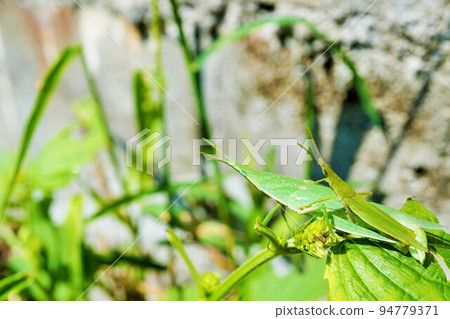Close up of two long-tailed locusts on the grass Close up of two long-tailed locusts on the grass 94779371