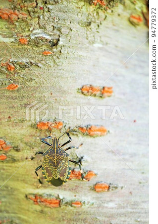 Red stink bug perched on a tree trunk Red stink bug perched on a tree trunk 94779372