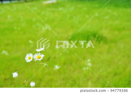 開花在一個綠色草甸的白色太平花 94779386