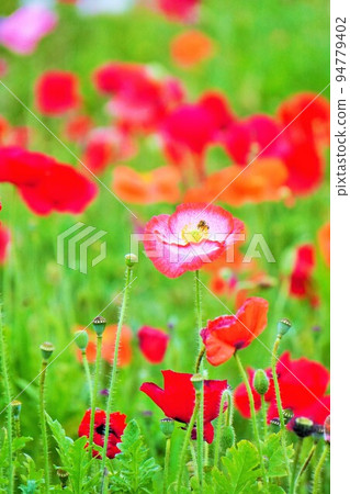 A bee collecting pollen from beautiful gradation mustard flowers in a poppy flower field 94779402