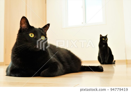 Two black cats sitting on the flooring 94779419