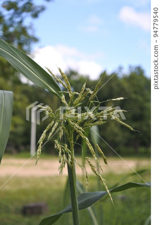西番高粱的花穗 94779540