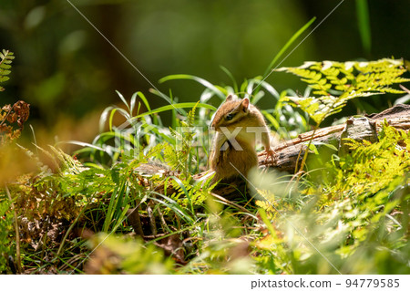 Autumn weather Ezo Chipmunk resting on a fallen tree Autumn weather Ezo Chipmunk resting on a fallen tree 94779585