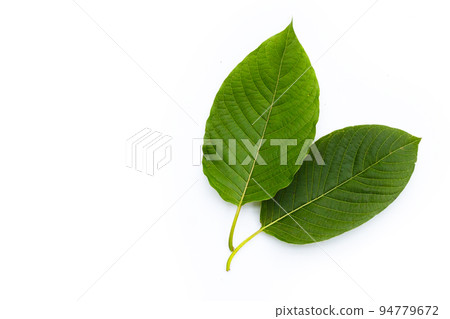 Mitragyna speciosa, Fresh kratom leaves on white background 94779672