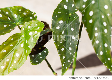 Begonia maculata leaves on white background. Begonia maculata leaves on white background. 94779849