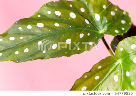 Begonia maculata leaves on pink background. Begonia maculata leaves on pink background. 94779850