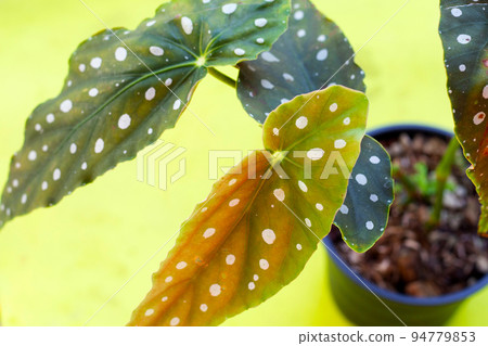 Begonia maculata leaves on green background. 94779853