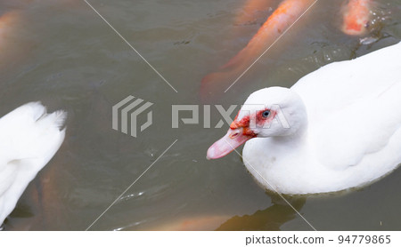 Free range duck farm. Natural organic duck with red tilapia fish in the pond Free range duck farm. Natural organic duck with red tilapia fish in the pond 94779865