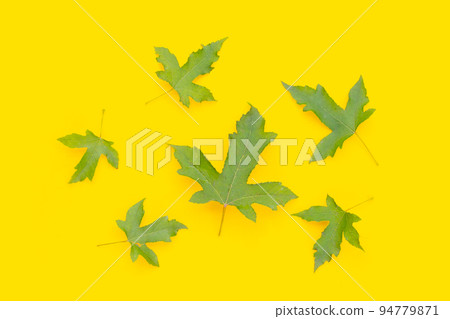 Green maple leaves on yellow background 94779871