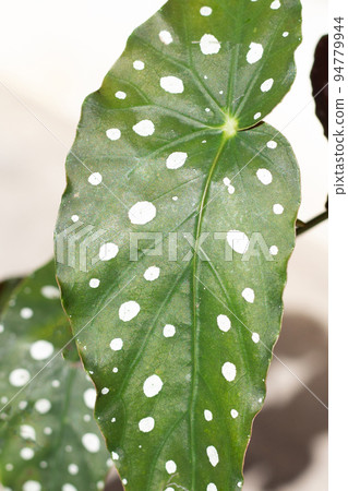 Begonia maculata leaves on white background. Begonia maculata leaves on white background. 94779944