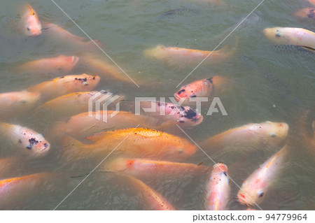Red tilapia fish in the pond 94779964