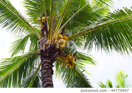 Coconut tree with bunches of yellow coconut fruits Coconut tree with bunches of yellow coconut fruits 94779997