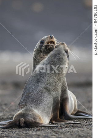 Antarctic fur seal,Arctophoca gazella,on Deception Island  beach, Antartic peninsula. 94780182