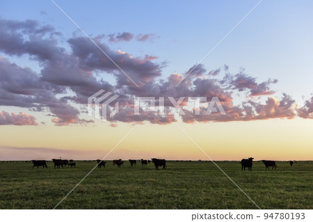 Cows grazing in the field, in the Pampas plain, Argentina 94780193