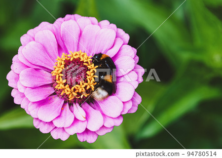 Bumblebee sleeping on pink zinnia flower, Bombus hortorum having rest 94780514