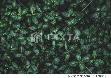 Dark green plants moody background, texture of Vinca minor, periwinkle, Myrtle for nature background Dark green plants moody background, texture of Vinca minor, periwinkle, Myrtle for nature background 94780516