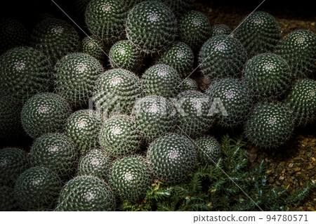 group of hahniana cactus on planting ground 94780571