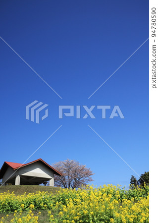 油菜花田和美麗的櫻花景色 油菜花田和美麗的櫻花景色 94780590