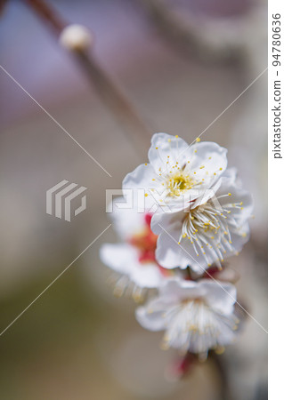 White plum blossoms in Yoshino Park 94780636