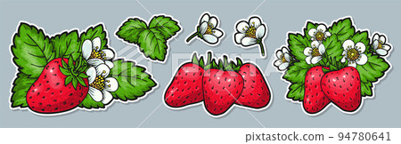 Ripe strawberry cute cartoon stickers pins patches. Whole red berries leaves flowers. Healthy eco food hand drawn sticker for greeting card, poster, print for clothes, flyer, emblem, scrapbooking tag Ripe strawberry cute cartoon stickers pins patches. Whole red berries leaves flowers. Healthy eco food hand drawn sticker for greeting card, poster, print for clothes, flyer, emblem, scrapbooking tag 94780641