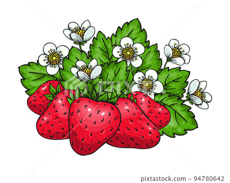 Sweet strawberry hand drawn color sketch. Forest wild red berries. Cartoon healthy fresh farm organic berry. Blooming bush with strawberries flowers and green leaves for poster print, coloring book Sweet strawberry hand drawn color sketch. Forest wild red berries. Cartoon healthy fresh farm organic berry. Blooming bush with strawberries flowers and green leaves for poster print, coloring book 94780642
