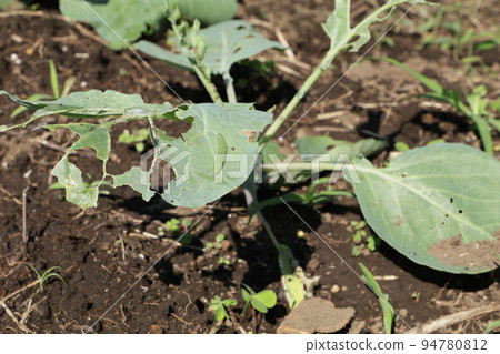 被昆蟲吃掉的田裡的捲心菜幼苗 94780812