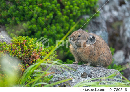 Ezo pika basking in the sun on a scree field in autumn Ezo pika basking in the sun on a scree field in autumn 94780848