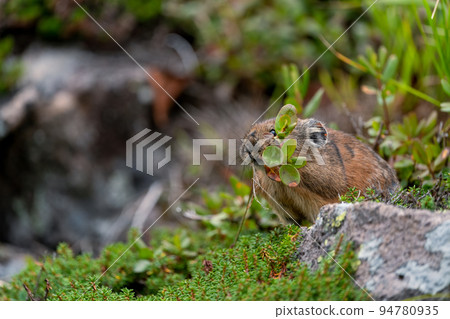 Ezo pika 嘴裡叼著葉子，秋天把它們囤積在碎石地上 94780935