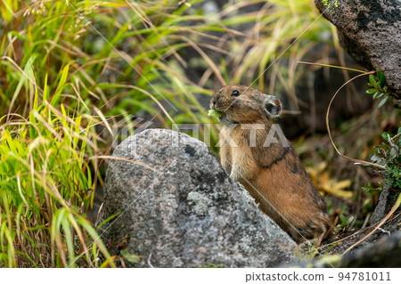 Ezo pika 嘴裡叼著樹葉,秋天在碎石地上吃東西 Ezo pika 嘴裡叼著樹葉,秋天在碎石地上吃東西 94781011